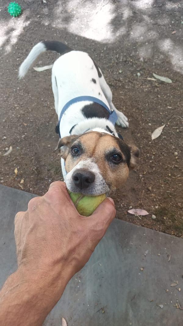 🐾💛 Pippo,  simpaticissimo jack russell 🏠💕 Foto 2